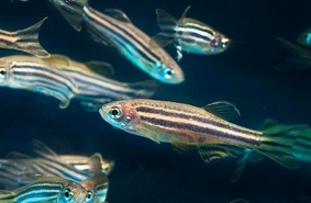 Аквариумные рыбки помогут разгадать секрет регенерации сердца
