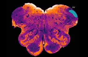 Ученые обнаружили скрытую часть человеческого мозга