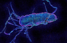 Ученые радикально перепрограммировали геном бактерии