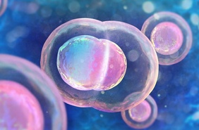 Мышиную яйцеклетку впервые удалось вырастить в пробирке из стволовых клеток