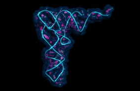 О ПРОИСХОЖДЕНИИ ЖИЗНИ И РНК. Как ученые ищут подтверждение теории РНК-мира