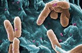 Живущие во рту бактерии связаны с мигренью