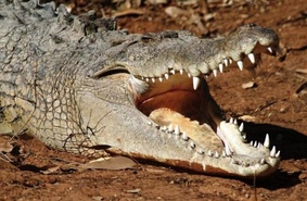 Моржи, крокодилы и прочие: природа из Красной книги наступает, кусается и топчется