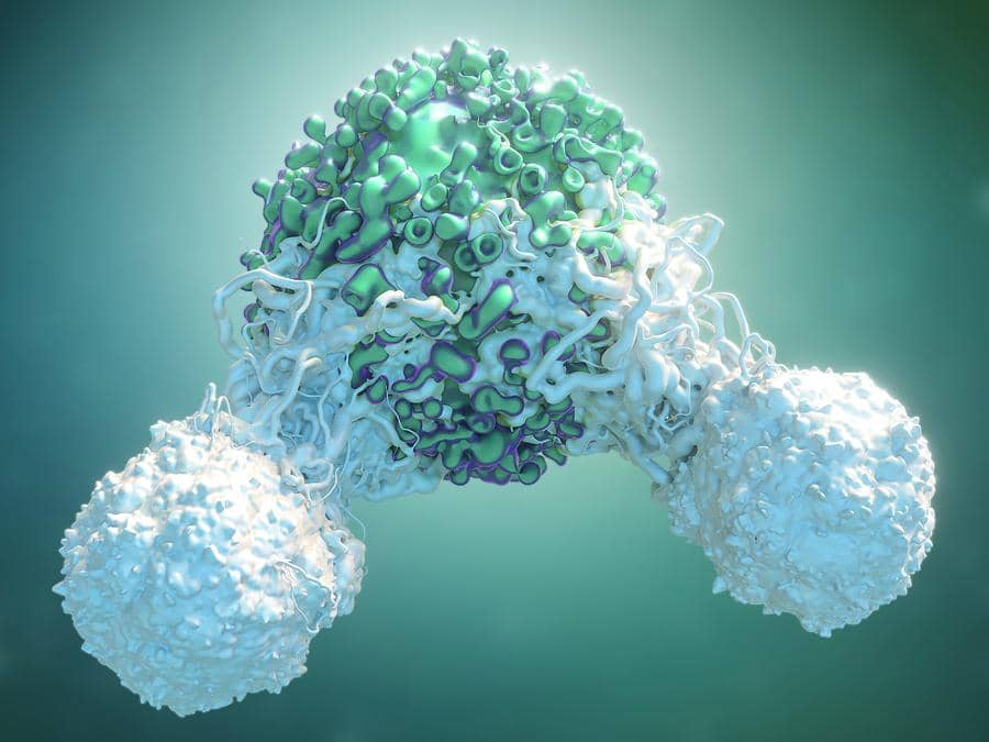 Т-лимфоциты атакуют раковую клетку