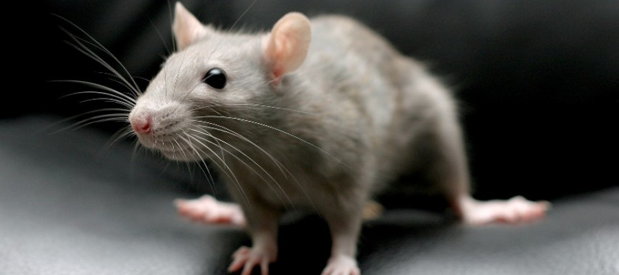 Австролийские палеонтологи описали самый крупный среди известных науке вид крыс, вымерший около 1000 лет назад