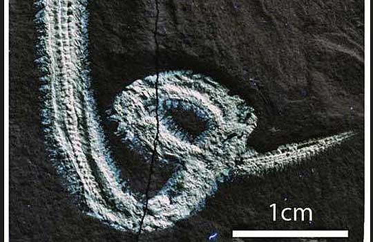  Недавно обнаруженный в Ливане ископаемый червь мелового периода получил своё название в честь рок-музыканта.
