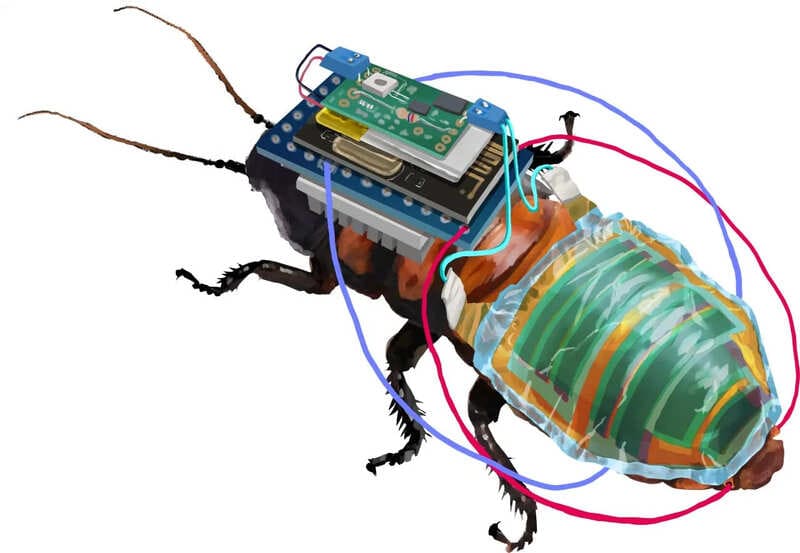 Японские ученые создали дистанционно управляемых тараканов-киборгов