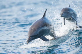 Тренируют ли КНДР боевых дельфинов?