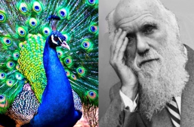 Ошибался ли Дарвин?