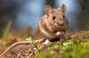 Прерывистое голодание выявило у мышей  улучшение долгосрочной памяти