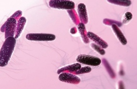 Водородная энергетика и биоэлектрохимические системы на основе пурпурных бактерий