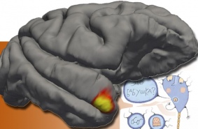 «Бабушкин нейрон» для запоминания лиц. Головной мозг и новый класс ячеек памяти