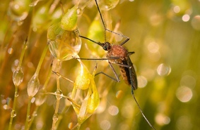 Победа над местными видами комаров привлекает переносчиков опасных заболеваний