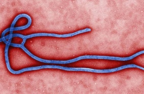 Вакцина от вируса Эбола доказала свою эффективность