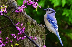 Ученые узнали, почему птицы не становятся седыми