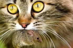 Котики, паразиты, шизофрения: как повлиять на поведение человека