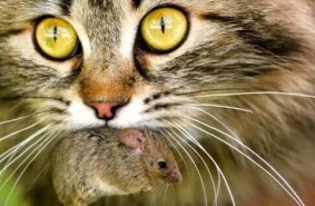 Котики, паразиты, шизофрения: как повлиять на поведение человека