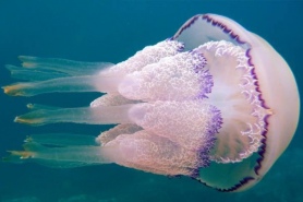 Наконец-то мы отомстим медузам: российские ученые будут делать из них коллаген