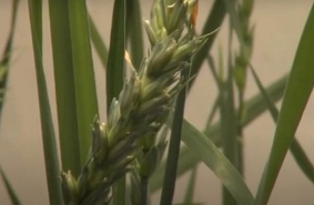 Новосибирские генетики подружили пшеницу с кукурузой