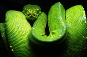 Биологи испытали ген безногости змей