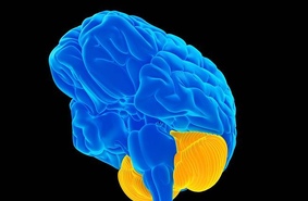 Найдена область головного мозга человека, отвечающая за кому