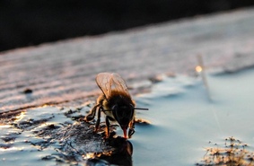 Как пчелы организуют водоснабжение улья