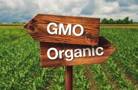 Генами еда полнится: почему ГМО –  светлая сторона силы?