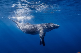 В водах, омывающих Землю Франца-Иосифа, обнаружили новых обитателей -  китов-горбачей