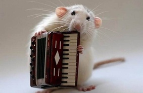 «Любовные» песни мышей оказались похожи на звук реактивного двигателя