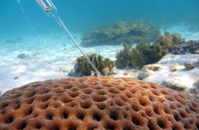 Кораллы способны рассеивать солнечный свет, как и деревья