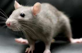 Австралийские палеонтологи описали самый крупный среди известных науке вид крыс, вымерший около 1000 лет назад