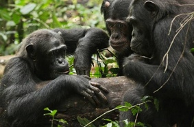 Усталость мотивирует шимпанзе пользоваться инструментами