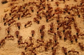 Неожиданные подробности из жизни муравьёв установили энтомологи из Аризонского университета