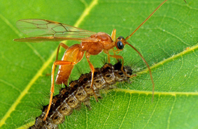 Паразитические осы-наездники могут создавать генно-модифицированных бабочек