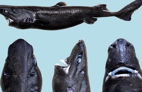 Найден новый вид акулы: она похожа на ниндзю и светится