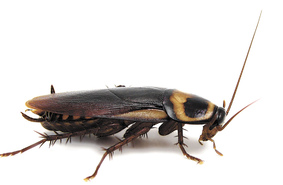 Уничтожить тараканов невозможно, а вот изучить нужно – считают ученые