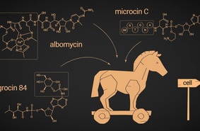 Троянский конь бактериального мира. Ученые Сколтеха исследовали новые антимикробные соединения