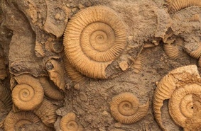 Американские палеонтологи нашли неизвестных ранее брюхоногих моллюсков