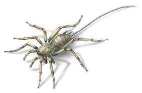 Удивительная находка в янтаре - паук с хвостом