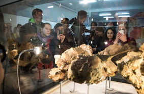 Новый вид динозавров открыли российские палеонтологи