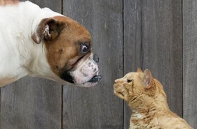Кошки vs. собаки: кто умнее?