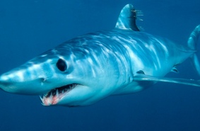 Американские военные хотят использовать в авиации секрет шкуры самой быстрой в мире акулы