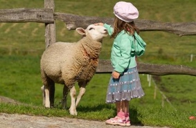 Овцы могут распознавать человеческие лица  | Видео