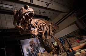 Тираннозавр «Скотти» – самый крупный из известных науке