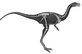 Динозавр терял зубы по мере взросления