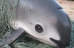 Морских свиней будут спасать дельфины: операция ВМФ США