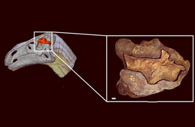 Палеонтологи впервые взглянули на мозг динозавра