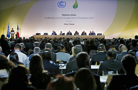 Конференция в Париже: в центре внимания — вырубка лесов