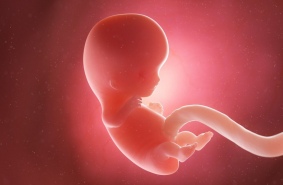 Искусственное выращивание эмбрионов под присмотром искусственного интеллекта