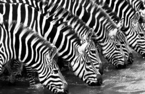 Какого цвета зебра?